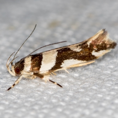 Macrobathra desmotoma ( A Cosmet moth) at Melba, ACT - 16 Jan 2021 by Bron