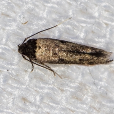 Gisilia thoracista (Cosmopterigidae, Chrysopeleiinae) at Melba, ACT - 16 Jan 2021 by Bron