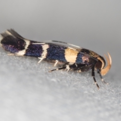 Limnaecia cirrhozona (A Gelechioid moth) at Melba, ACT - 15 Jan 2021 by Bron