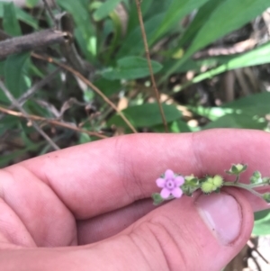 Cynoglossum australe at Ainslie, ACT - 7 Apr 2021 01:48 PM