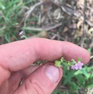 Cynoglossum australe at Ainslie, ACT - 7 Apr 2021 01:48 PM