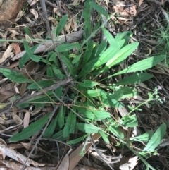 Cynoglossum australe at Ainslie, ACT - 7 Apr 2021 01:48 PM