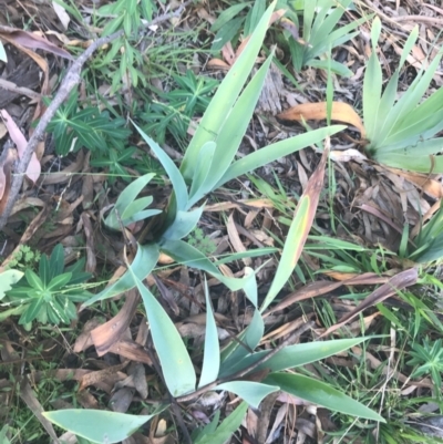 Iris germanica (Tall Bearded Iris) at Mount Ainslie - 7 Apr 2021 by Tapirlord