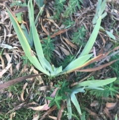 Iris germanica at Ainslie, ACT - 7 Apr 2021 02:17 PM