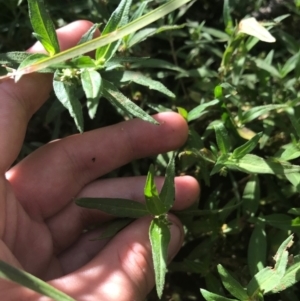 Persicaria prostrata at Ainslie, ACT - 7 Apr 2021