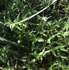 Persicaria prostrata at Ainslie, ACT - 7 Apr 2021