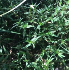 Persicaria prostrata at Ainslie, ACT - 7 Apr 2021