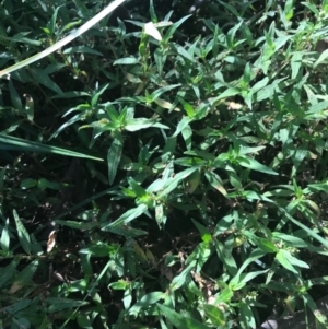 Persicaria prostrata at Ainslie, ACT - 7 Apr 2021