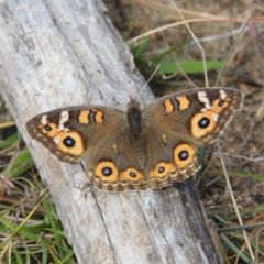 Junonia villida (Meadow Argus) at Duffy, ACT - 22 Apr 2021 by MatthewFrawley