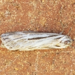 Ciampa arietaria (Brown Pasture Looper Moth) at Lyneham, ACT - 23 Apr 2021 by trevorpreston