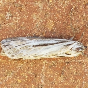 Ciampa arietaria at Lyneham, ACT - 23 Apr 2021 12:31 PM