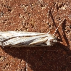 Ciampa arietaria at Lyneham, ACT - 23 Apr 2021 12:31 PM