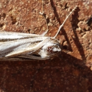 Ciampa arietaria at Lyneham, ACT - 23 Apr 2021 12:31 PM