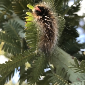 Anthelidae (family) at Majura, ACT - 20 Apr 2021