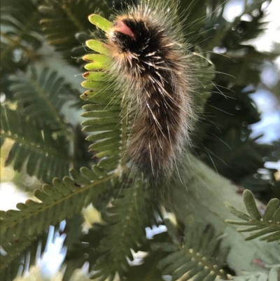 Anthelidae (family) (Unidentified Anthelid moth or Australian woolly bear) at Majura, ACT - 20 Apr 2021 by MattFox