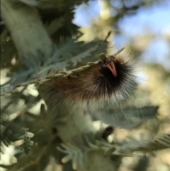 Anthelidae sp. (family) at Majura, ACT - 20 Apr 2021