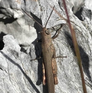 Pardillana limbata at Majura, ACT - 20 Apr 2021 10:58 AM