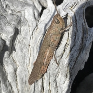 Pardillana limbata at Majura, ACT - 20 Apr 2021 10:58 AM