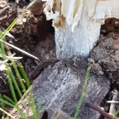 Amanita muscaria (Fly Agaric) at Bass Gardens Park, Griffith - 23 Apr 2021 by SRoss