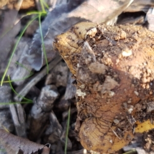 Amanita muscaria at Griffith, ACT - 23 Apr 2021