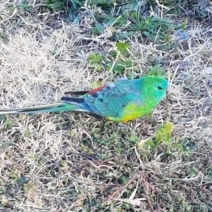 Psephotus haematonotus at Mitchell, ACT - 23 Apr 2021