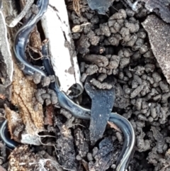 Caenoplana coerulea (Blue Planarian, Blue Garden Flatworm) at Mitchell, ACT - 23 Apr 2021 by tpreston