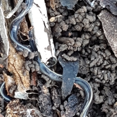 Caenoplana coerulea (Blue Planarian, Blue Garden Flatworm) at Mitchell, ACT - 23 Apr 2021 by trevorpreston