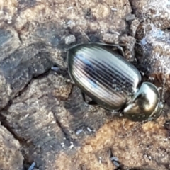 Adelium brevicorne (Bronzed field beetle) at Mitchell, ACT - 23 Apr 2021 by tpreston