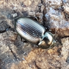 Adelium brevicorne at Mitchell, ACT - 23 Apr 2021 04:22 PM