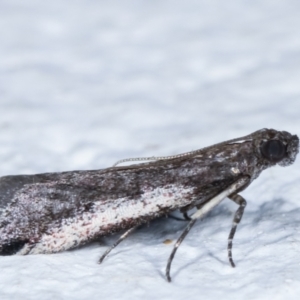 Assara subarcuella at Melba, ACT - 20 Apr 2021 07:02 PM