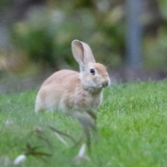 Oryctolagus cuniculus (European Rabbit) at ANBG - 22 Apr 2021 by RodDeb