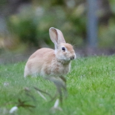 Oryctolagus cuniculus (European Rabbit) at Acton, ACT - 22 Apr 2021 by RodDeb