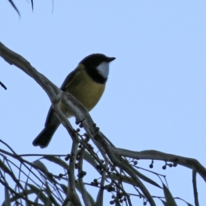 Pachycephala pectoralis at Acton, ACT - 22 Apr 2021 05:01 PM