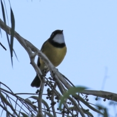 Pachycephala pectoralis at Acton, ACT - 22 Apr 2021 05:01 PM