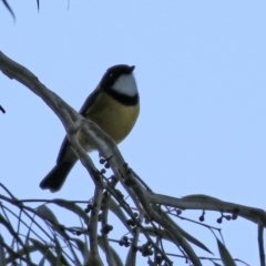 Pachycephala pectoralis at Acton, ACT - 22 Apr 2021 05:01 PM