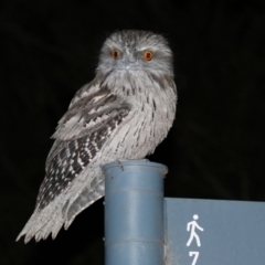 Podargus strigoides (Tawny Frogmouth) at Acton, ACT - 22 Apr 2021 by RodDeb