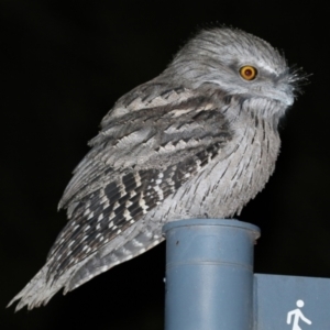 Podargus strigoides at Acton, ACT - 22 Apr 2021