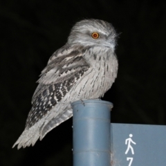 Podargus strigoides at Acton, ACT - 22 Apr 2021