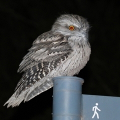 Podargus strigoides at Acton, ACT - 22 Apr 2021