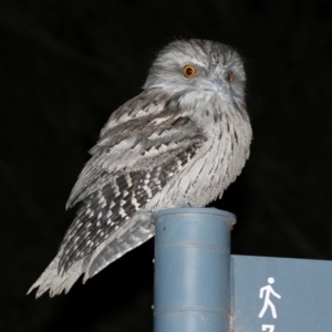 Podargus strigoides at Acton, ACT - 22 Apr 2021