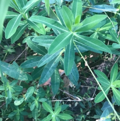 Euphorbia oblongata (Egg-leaf Spurge) at Ainslie, ACT - 7 Apr 2021 by Tapirlord