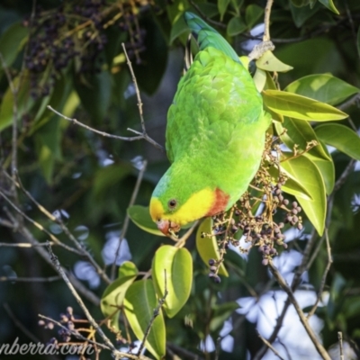 Polytelis swainsonii (Superb Parrot) at Hughes, ACT - 23 Apr 2021 by JonSteinbeck