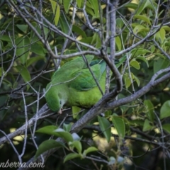 Polytelis swainsonii at Hughes, ACT - 23 Apr 2021