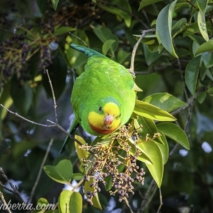 Polytelis swainsonii at Hughes, ACT - 23 Apr 2021