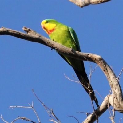 Polytelis swainsonii (Superb Parrot) at Hughes, ACT - 23 Apr 2021 by JackyF
