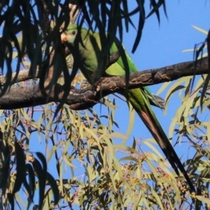 Polytelis swainsonii at Hughes, ACT - 23 Apr 2021