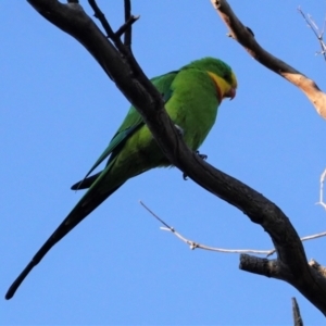 Polytelis swainsonii at Hughes, ACT - 23 Apr 2021