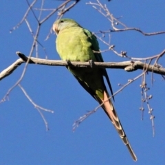 Polytelis swainsonii at Hughes, ACT - 23 Apr 2021