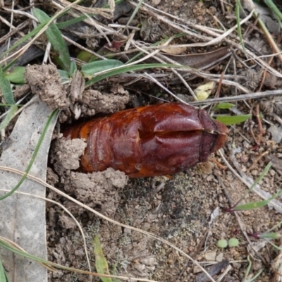 Hepialidae sp. (family) (Unidentified Swift or Ghost Moth) at Hughes, ACT - 22 Apr 2021 by JackyF