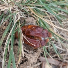 Hepialidae (family) at Hughes, ACT - 22 Apr 2021 03:23 PM